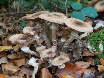 Vagevuurbos en Lippensgoed-Bulskampveld (België)